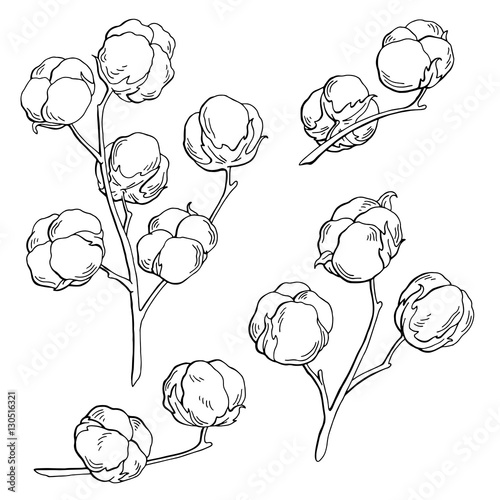 Cotton plant graphic black white isolated sketch illustration vector