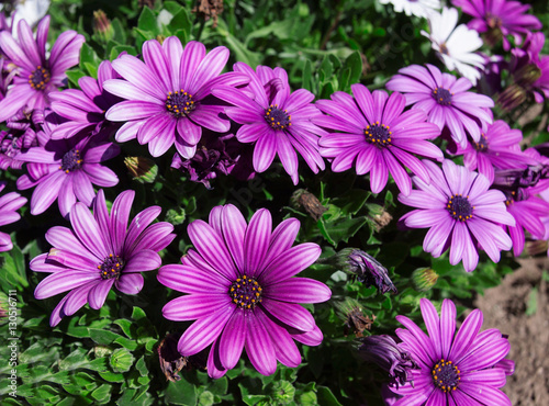 Purple daisy flower  Osteospermum  