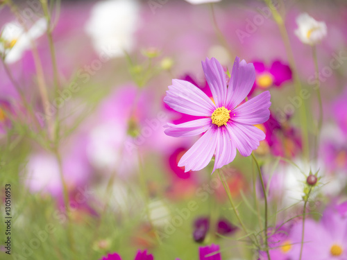 Pink cosmos flower with blur background 1