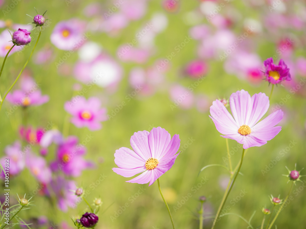 Pink cosmos flower with green blur background 3