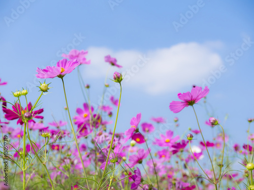 Pink cosmos flower under blue sky 1