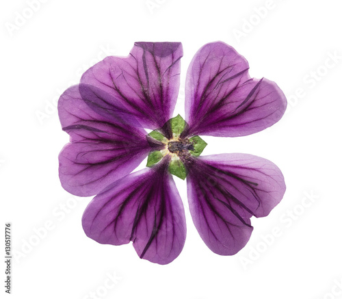 Pressed and dried flower lavatera. Isolated