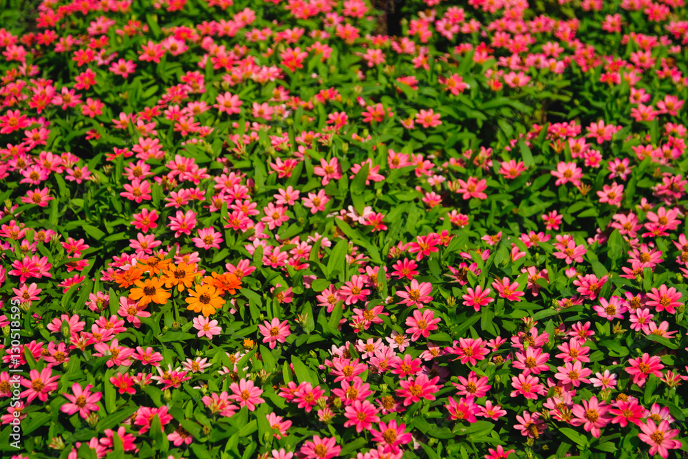 flowers blooming in a field during summer with selective focus and blurry background.