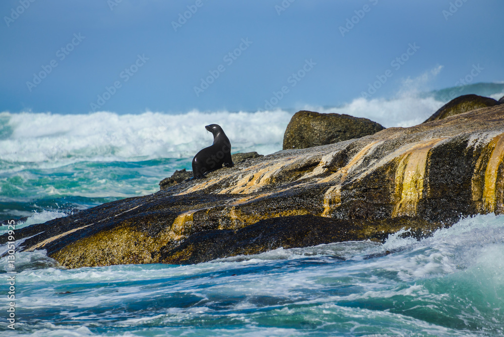Naklejka premium Cape Fur Seal (Arctocephalus pusillus) at Duiker Island, South Africa