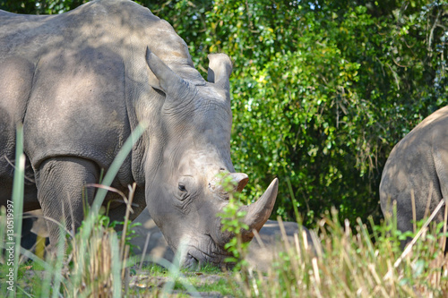 Rhinoceros in the wild nature