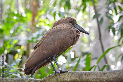 Funny brown bird on the tree branch photo