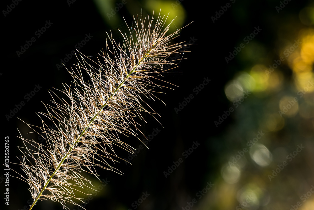 Obraz premium Gras Samen im morgendlichen Gegenlicht