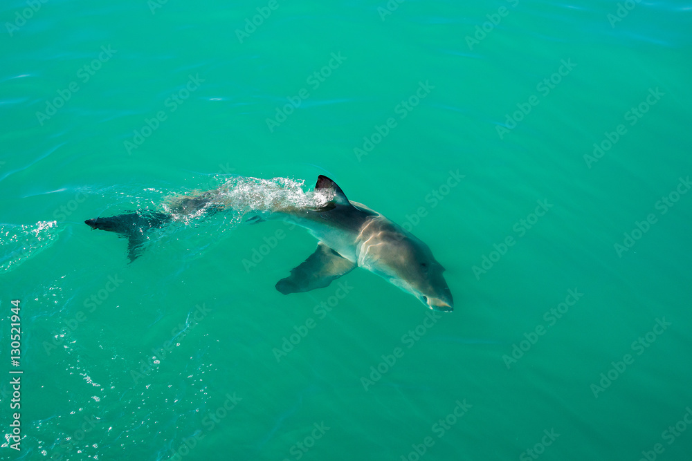 Fototapeta premium Żarłacz biały (Carcharodon carcharias), Gansbaai, Republika Południowej Afryki