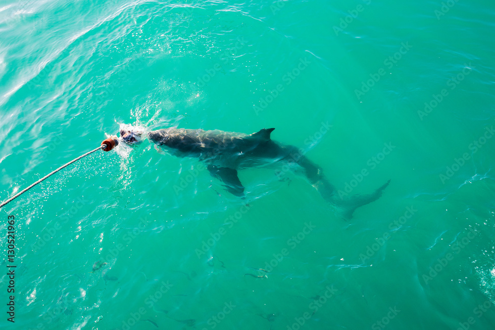 Fototapeta premium Żarłacz biały (Carcharodon carcharias), Gansbaai, RPA