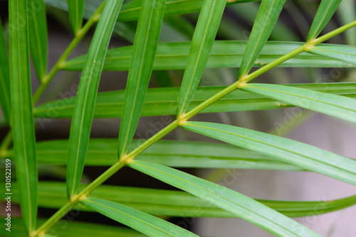 Close up leaf of green palm tree