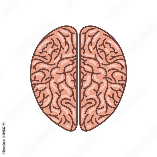 human brain organ icon over white background. colorful design. vector illustration