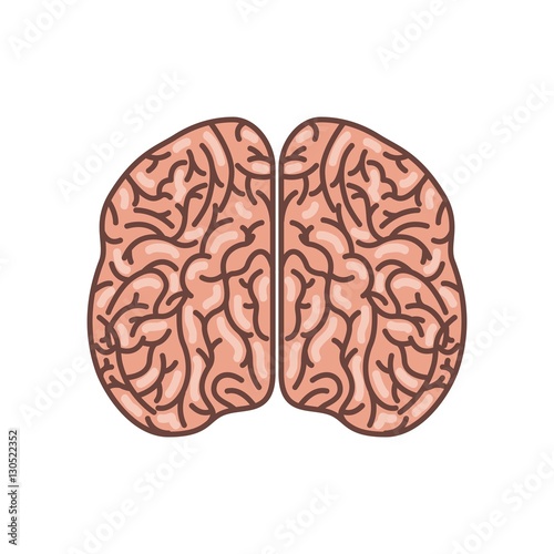 human brain organ icon over white background. colorful design. vector illustration