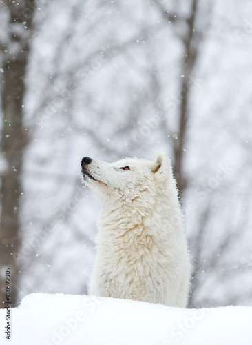 Arctic wolf  Canis lupus arctos  watching the snow fall in Canada