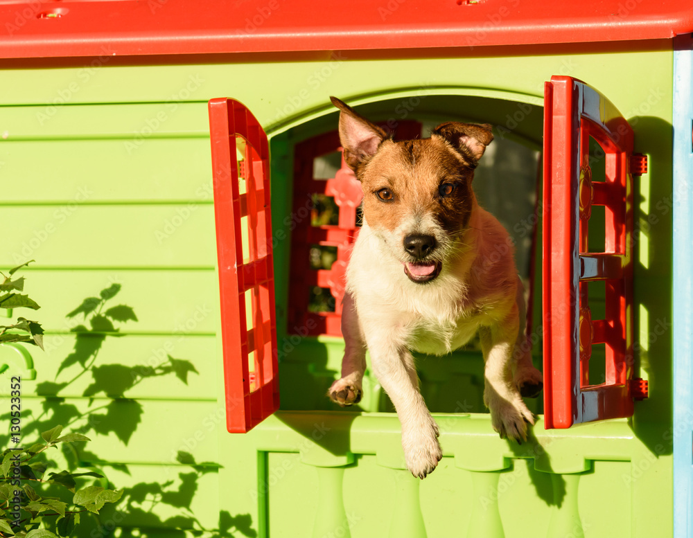 Dog jumping through window of playground greenery house Stock Photo