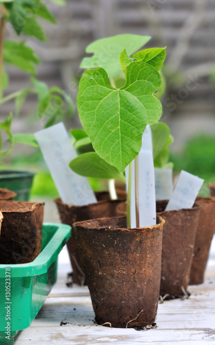 jeune plant de haricot dans pot en tourbe