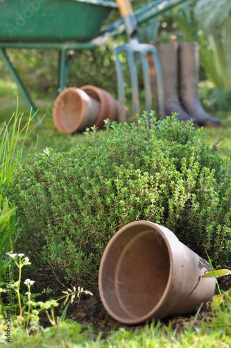 pot devant buisson de thym dans jardin