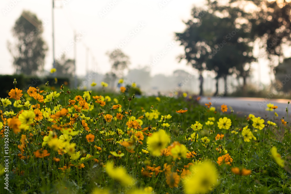 Cosmos yellow flowers by the road.