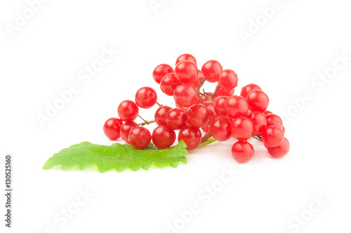 Red guelder rose berries over a white background