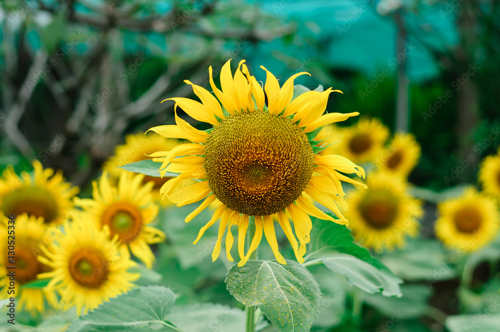 Beautiful sunflowers in the field in sunny day in winter season. Beautiful sunflowers in the field in sunny day in winter season.