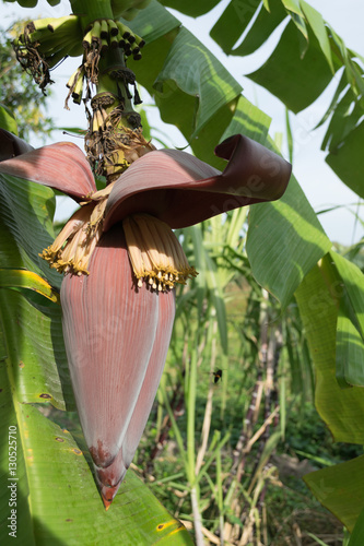Banana blossom and bunch on tree in the garden at Thailand..