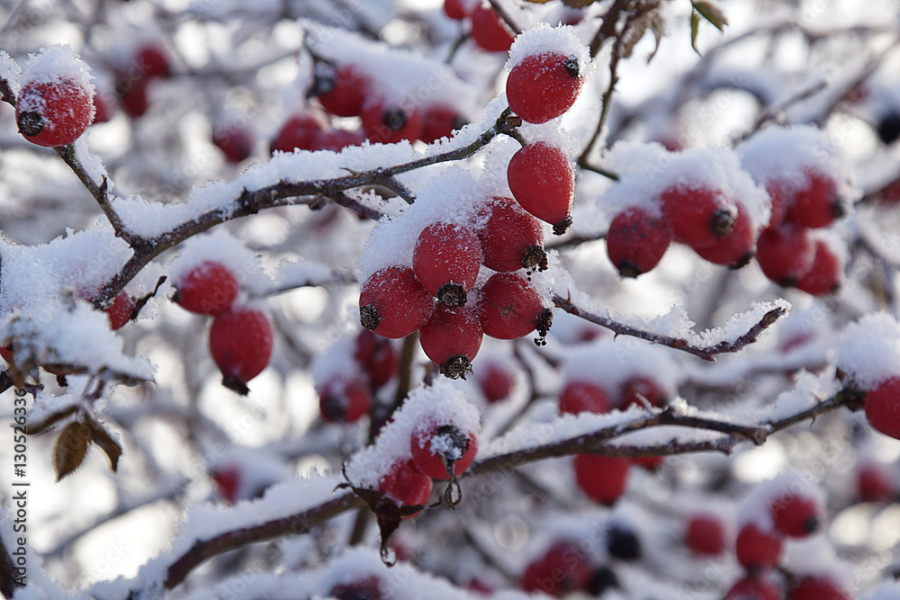 Dogrose berries under the snow