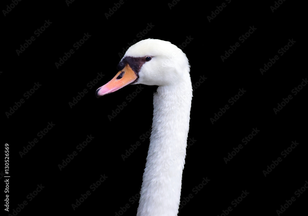 Fototapeta premium Swan on the black background.