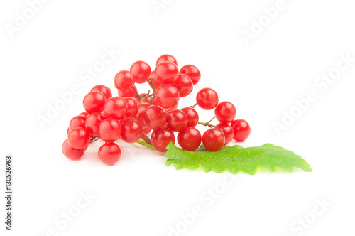 Red guelder rose berries isolated on a white background with clipping path
