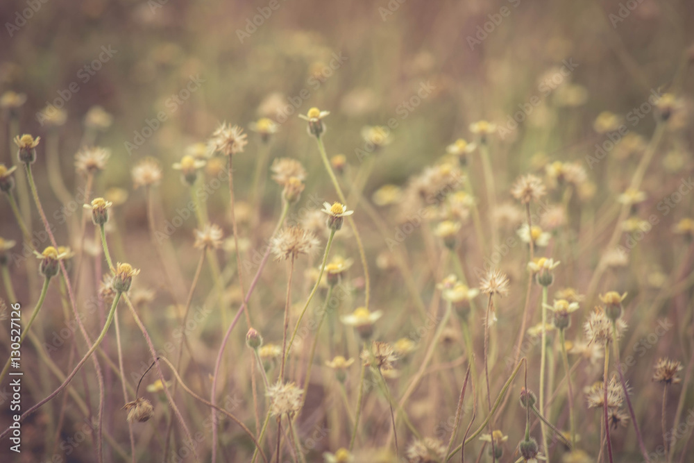 grass flawers filed grass flawers filed