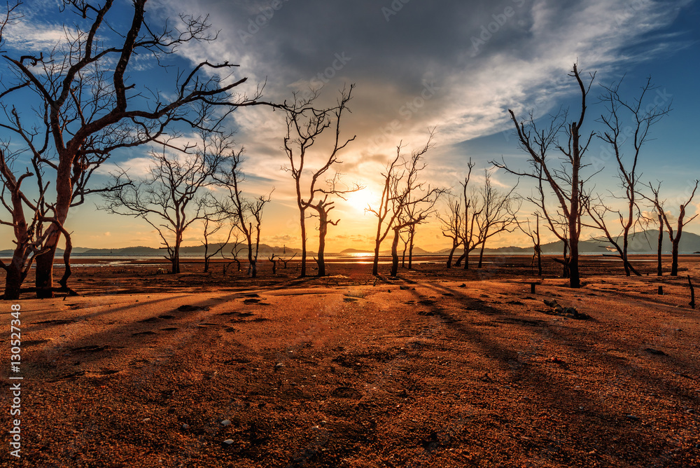 sunset over old dead trees and yellow sand