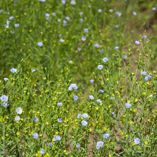 Blue flax