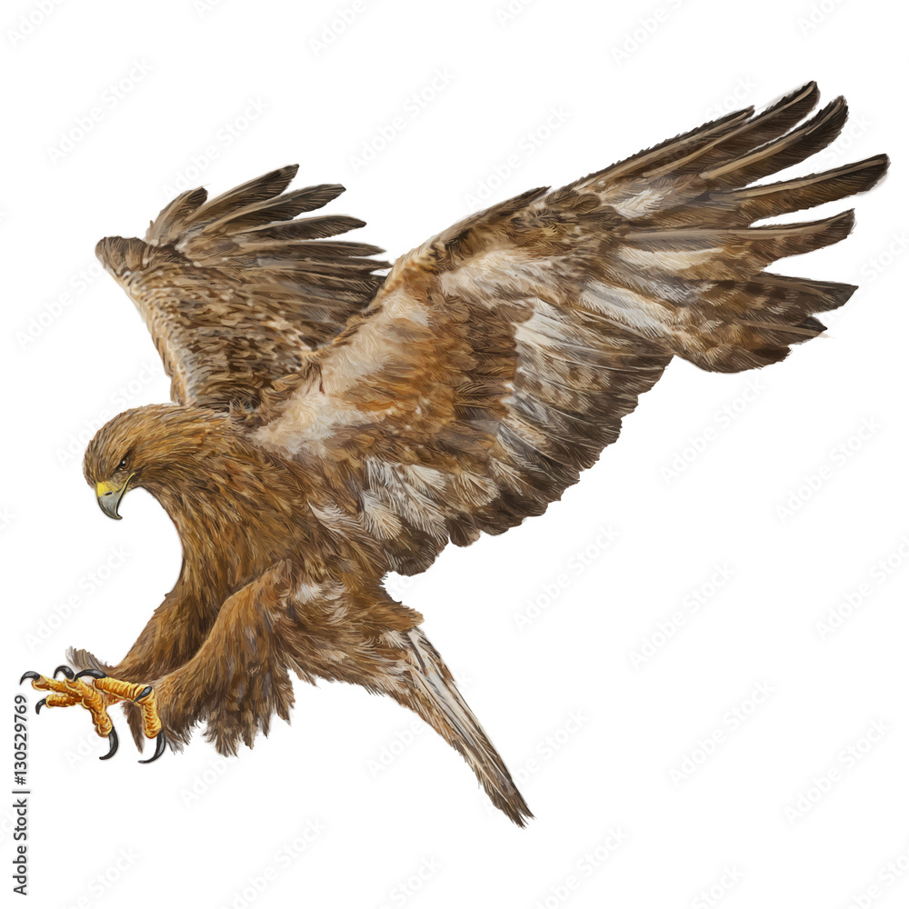 Golden eagle swoop attack hand draw and paint color on white background vector illustration. Golden eagle swoop attack hand draw and paint color on white background vector illustration.