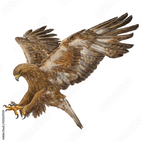 Golden eagle swoop attack hand draw and paint color on white background vector illustration.