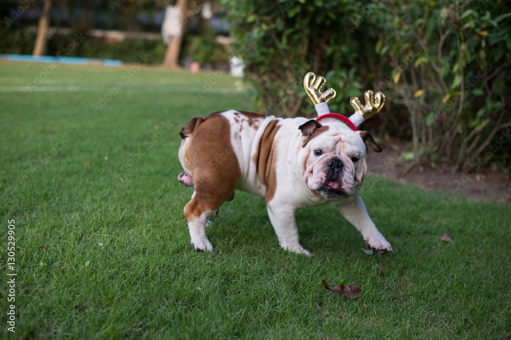 Fototapeta premium Bulldog walk on the park
