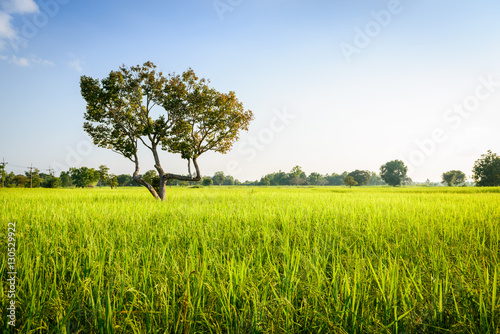 Rice field