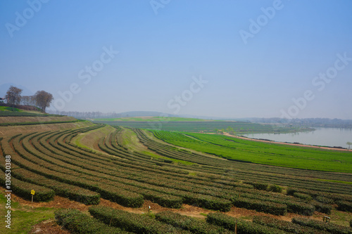 Tea plantation field up North of Thailand.
