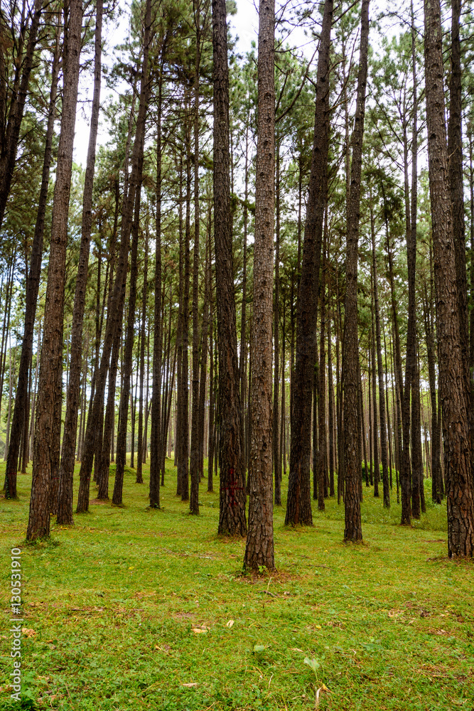 Pine forest with green grass