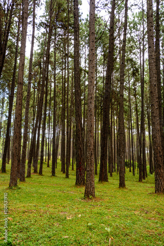 Pine forest with green grass