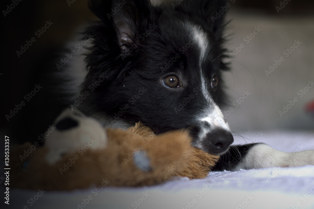 Border Collie puppy on the sofà with his toy