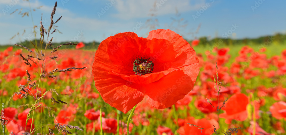 Obraz premium Poppy