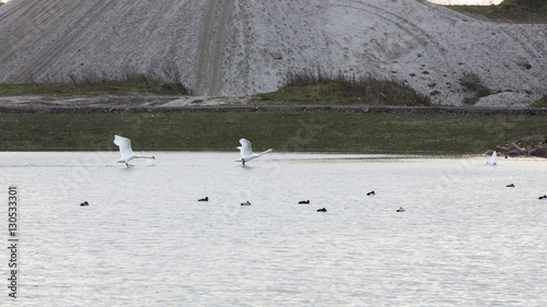 Flying start for Swans