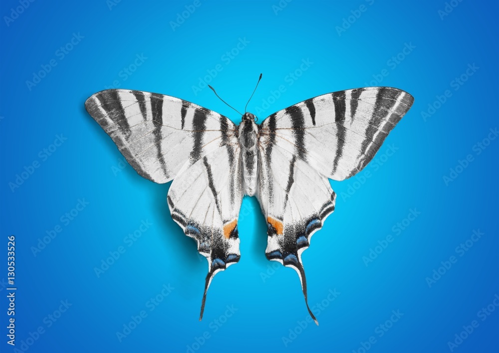 Obraz premium Butterfly.