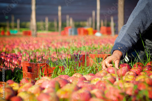 Worker picking apples photo