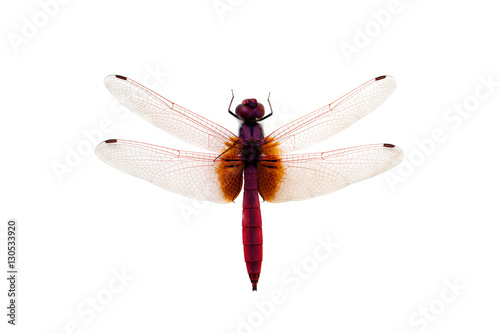 dragonfly © Eakkapon Sriharun
