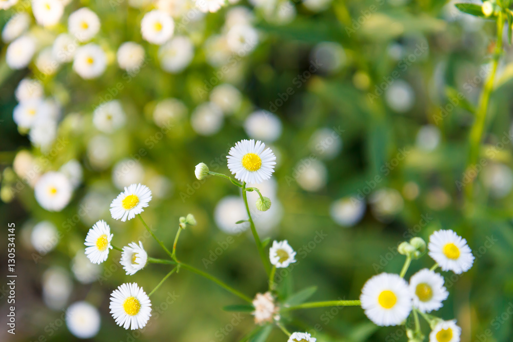 White flower beautiful sunlight shines in the evening, after the day it is refreshing for those who pass through every day. White flower beautiful sunlight shines in the evening, after the day it is refreshing for those who pass through every day.
