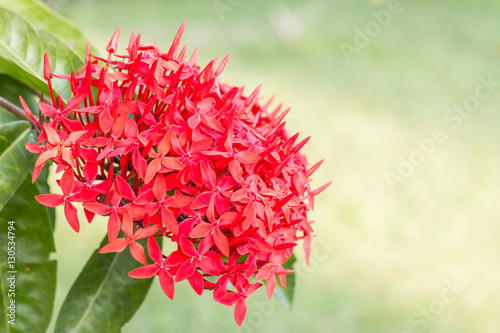 Red flower  Ixora coccinea.