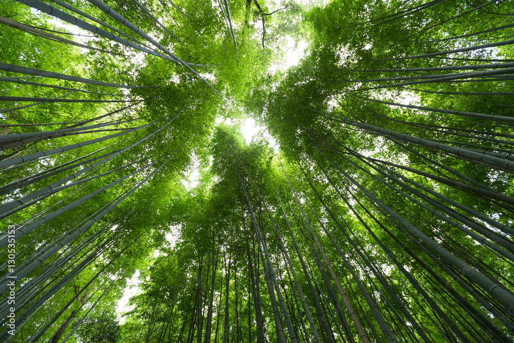 Bamboo forest with morning sunlight Bamboo forest with morning sunlight