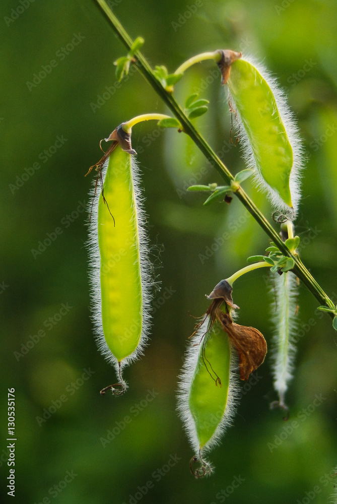 Ginestra dei carbonai (Sarothamnus scoparius) - frutti (legumi) Ginestra dei carbonai (Sarothamnus scoparius) - frutti (legumi)
