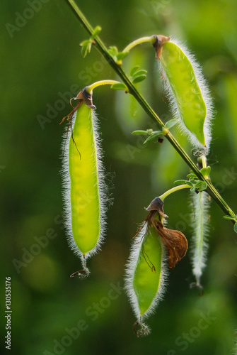  Ginestra dei carbonai (Sarothamnus scoparius) - frutti (legumi) photo