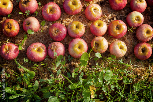 Italian typical apples photo