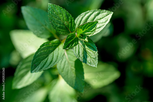 Mint plant grown at vegetable garden